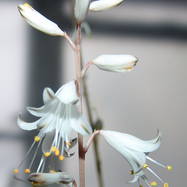 Aloe albiflora (flower) Как они цветут