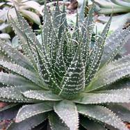 ASPHODELACEAE