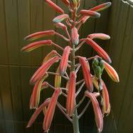 Aloe aristata Как они цветут