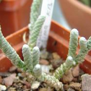 Anacampseros albissima Anacampseros