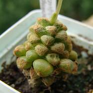 Anacampseros namaquensis Anacampseros