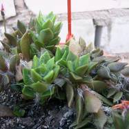 Anacampseros rufescens Anacampseros