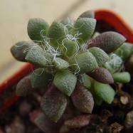 Anacampseros sp. Anacampseros