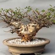 Bursera fagaroides BURSERA (БУРСЕРА)