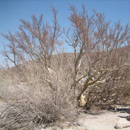 Bursera microphylla BURSERA (БУРСЕРА)