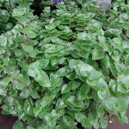 Callisia CALLISIA (КАЛЛИЗИЯ)