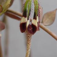 Ceropegia radicans Как они цветут