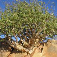 Commiphora COMMIPHORA (КОММИФОРА)