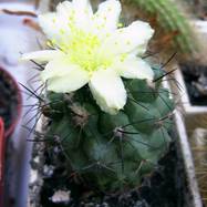 Copiapoa sp.  Copiapoa