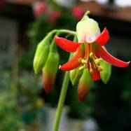 Cotyledon elisae Как они цветут
