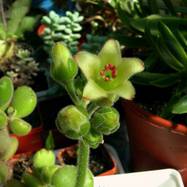 Cotyledon tomentosa Как они цветут