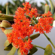 Crassula falcata Как они цветут