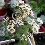 Crassula hemisphaerica Как они цветут