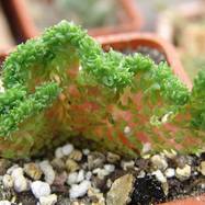 Crassula lycopodioides f.cristata Гребенчатые формы