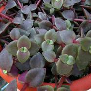 Crassula marginalis var.rubra Пестролистные формы