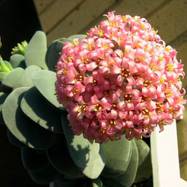 Crassula cv 'Morgan Beauty' Как они цветут