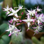 Crassula multicava  Как они цветут