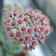 Crassula cv 'Morgan Beauty' Как они цветут