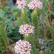 Crassula 'Green Pagoda' Как они цветут