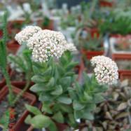Crassula 'Spring Time'  Как они цветут