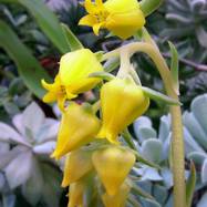 Echeveria pulidonis Как они цветут