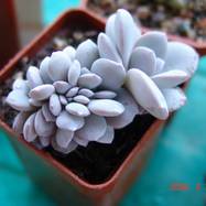 Echeveria lauii f.cristata Гребенчатые формы