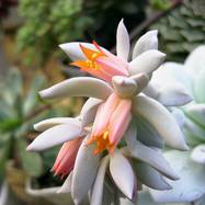 Echeveria lauii Как они цветут