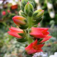 Echeveria pulvinata Как они цветут