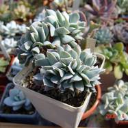 Echeveria runyonii f.cristata Гребенчатые формы