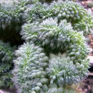 Echeveria setosa f. cristata Гребенчатые формы