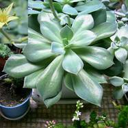 Graptoveria sp. Как они цветут