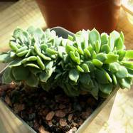 Echeveria glauca v.pumila f.cristata Гребенчатые формы