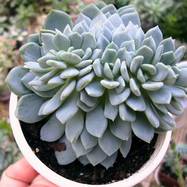 Echeveria sp.f.cristata  Гребенчатые формы
