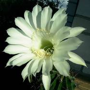 Echinopsis sp.  Echinopsis