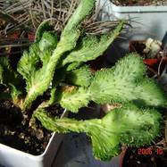 Euphorbia caput-medusae f.cristata Гребенчатые формы