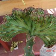 Euphorbia lactea f.cristata Гребенчатые формы