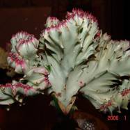 Euphorbia lactea f.cristata Гребенчатые формы