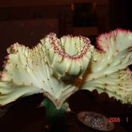 Euphorbia lactea f.cristata Гребенчатые формы