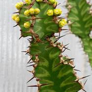 Euphorbia pseudocactus Как они цветут