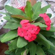 Euphorbia cv 'Siraya' Как они цветут