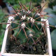 Ferocactus fordii  Ferocactus