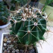 Ferocactus horidus  Ferocactus