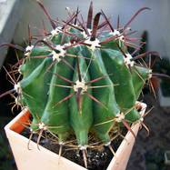 Ferocactus sp.  Ferocactus