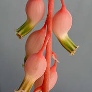 Gasteria liliputana Как они цветут