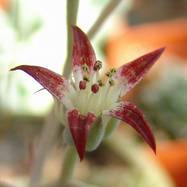 Graptopetalum filiferum Как они цветут