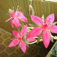 Graptopetalum bellum Как они цветут