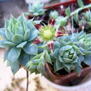 Graptopetalum macdougalii Как они цветут