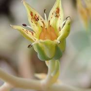 Graptopetalum paragwayense Как они цветут