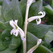 Haworthia cymbiformis Как они цветут