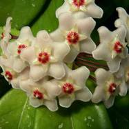 Hoya carnosa Как они цветут